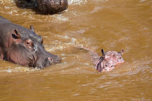 Hà mã màu hồng hiếm gặp xuất hiện ở Kenya - 5 Hà mã màu hồng hiếm gặp xuất hiện ở Kenya - 5